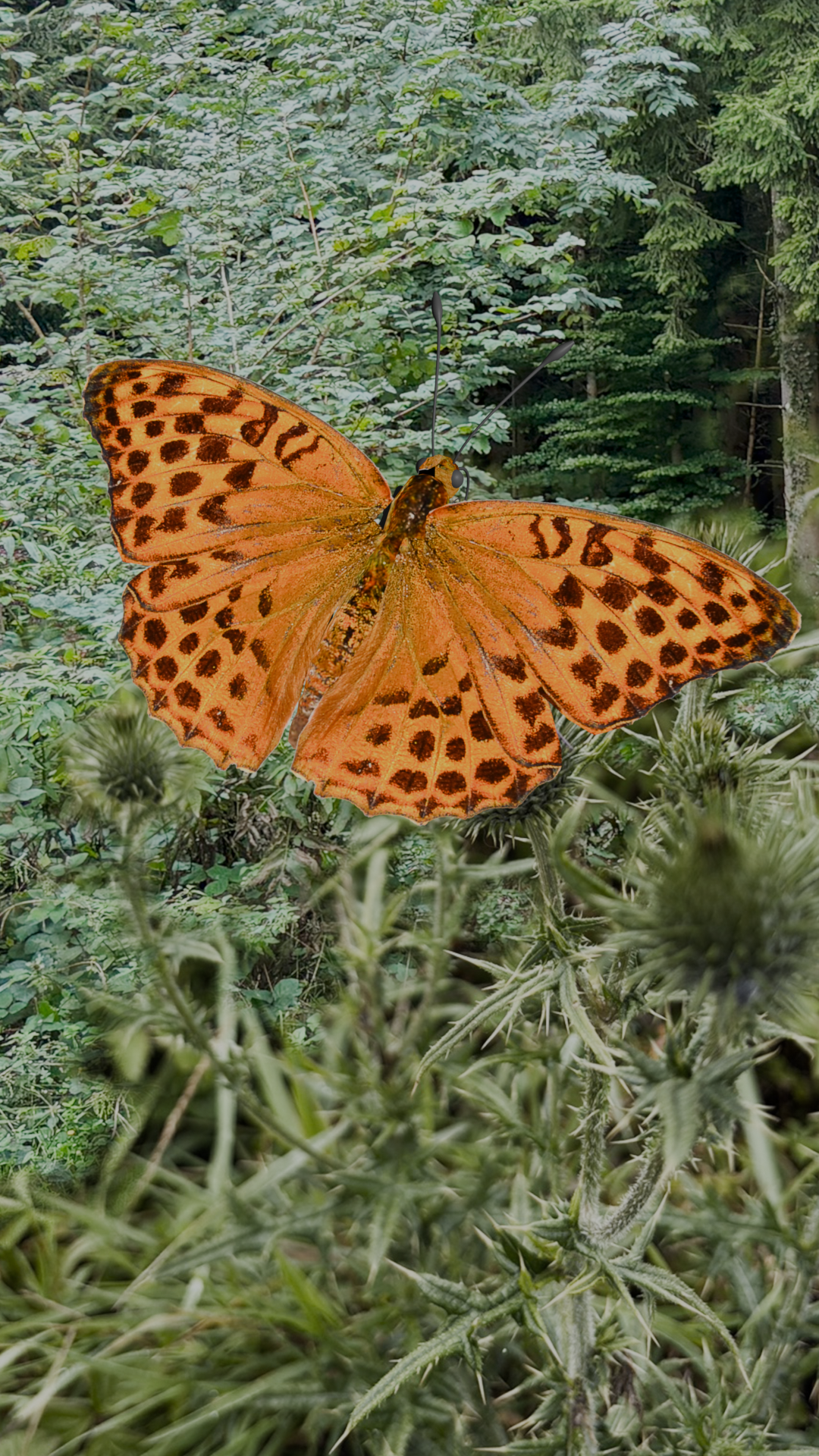 SchmetterlingAufBlume